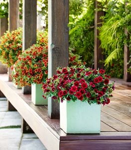 Superbells® Pomegrante Punch™ CALIBRACHOA