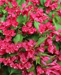 'Red Prince' weigela
