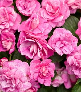Rockapulco® Rose impatiens