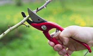 Rose, Pruning, Shears, Secateurs
Dreamstime
