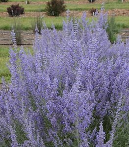 RUSSIAN SAGE