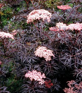 Black Lace® elderberry