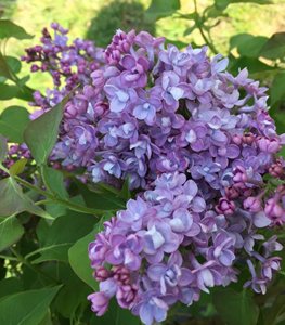 Scentara® Double Blue Lilac