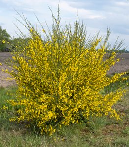 SCOTCH BROOM