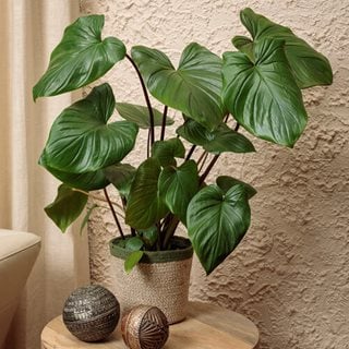 Sea Turtle Homalomena, Homalomena Rubescens
Proven Winners
Sycamore, IL