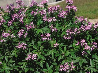Senorita Rosalita Cleome, Cleome Hybrid
"Dream Team's" Portland Garden
Proven Winners
Sycamore, IL