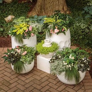 Shade Garden Containers
Proven Winners
Sycamore, IL