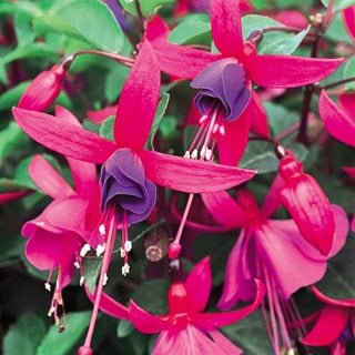 Shadow Dancers 'marcia' Fuchsia, Fuchsia Hybrid
Proven Winners
Sycamore, IL