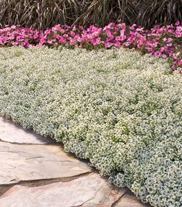 Snow Princess sweet alyssum