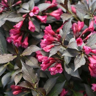 Spilled Wine® weigela