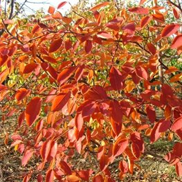 Spring Glory® serviceberry