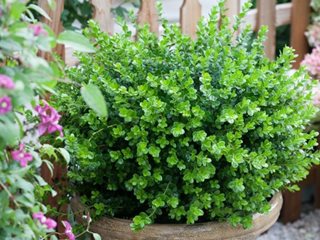 Sprinter Boxwood