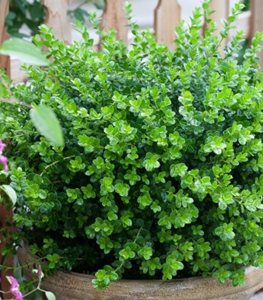 Sprinter® Boxwood