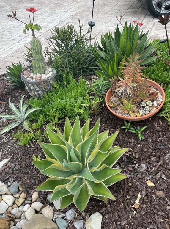 Succulents in containers in a garden bed