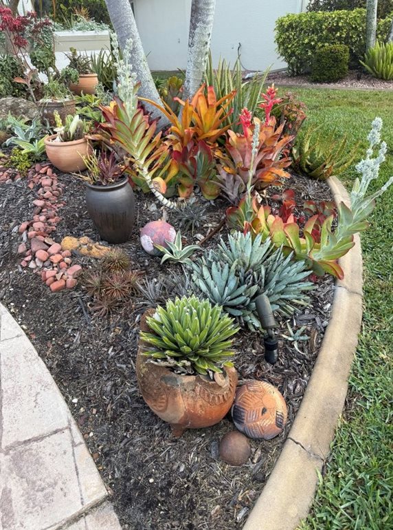 Succulent front yard