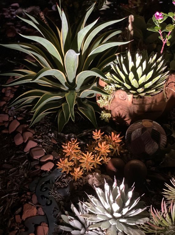Succulent garden at night with lights
