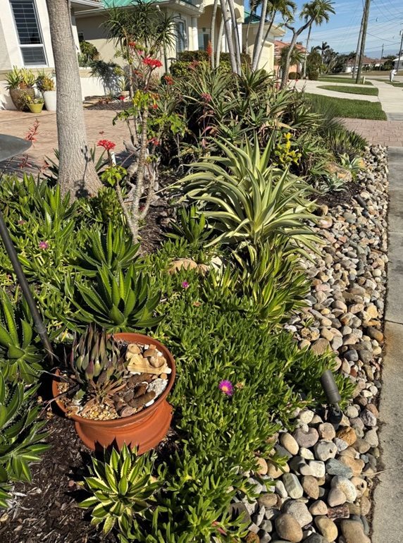 Succulent planting along sidewalk