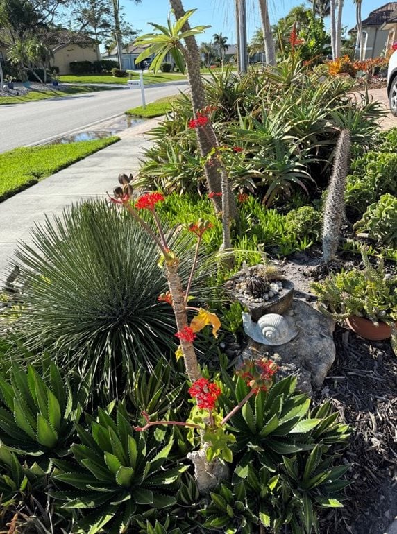 Sidewalk succulent border