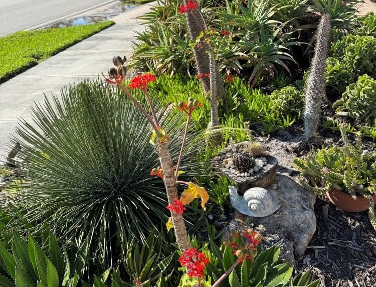 Succulent garden along sidewalk