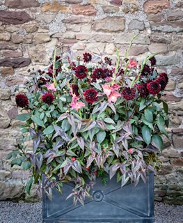 Summer Container Combination, Gladiolus, Dahlia, Cardinal Climber
Garden Design
Calimesa, CA