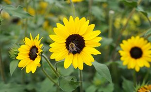Suncredible Sunflower, Sunflower With Bee
Proven Winners
Sycamore, IL