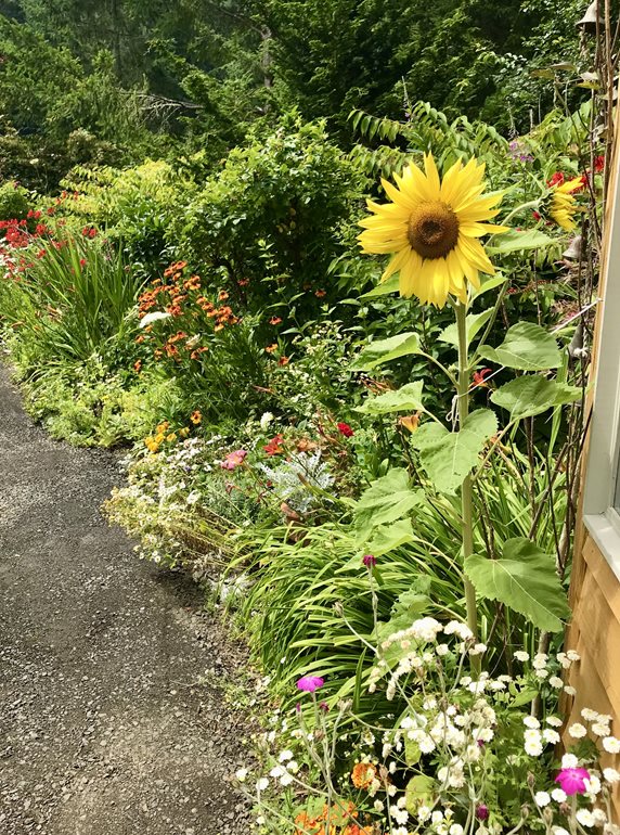 Sunflower and perennial flower border