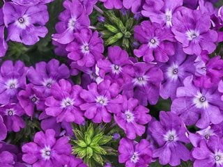 Superbena® Violet Ice verbena