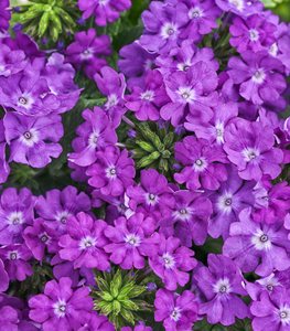 Superbena® Violet Ice verbena