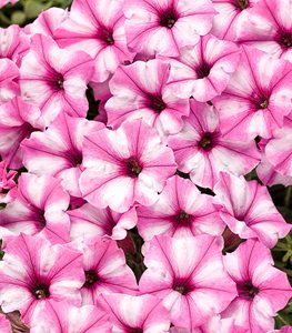SUPERTUNIA MINI VISTA PINK STAR