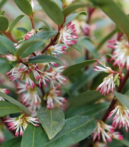 SWEET & LO™ SWEET BOX