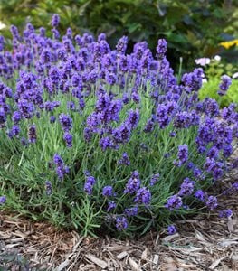 Sweet Romance® lavender