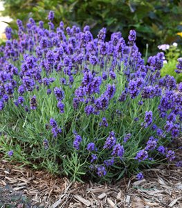 Sweet Romance® Lavender