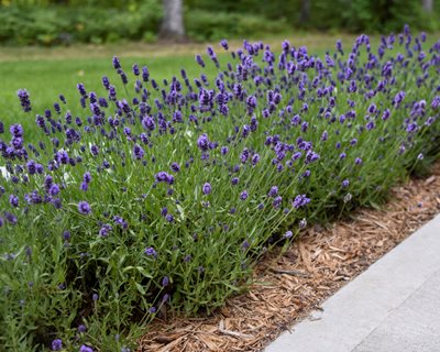 Sweet Romance lavender