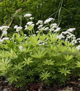 Sweet Woodruff