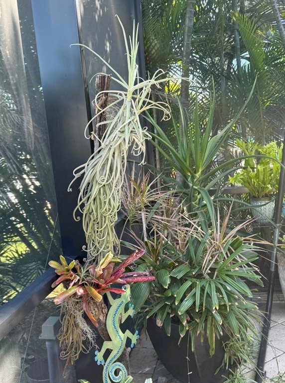 Tillandsia duratii