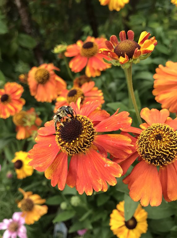 Tithonia flowers with bee
