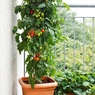 Tomatoes growning on balcony
