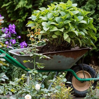 transplanting hydrangea in wheelbarrow