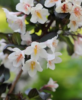 Tuxedo™ weigela