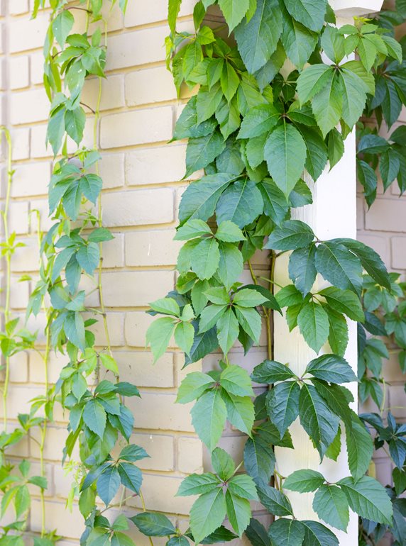 Vine Growing On Wall
Garden Design
Calimesa, CA