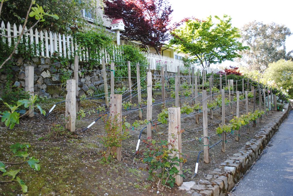 Vineyard Garden
Garden Design
Calimesa, CA
