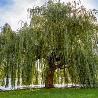 Weeping willow by lake