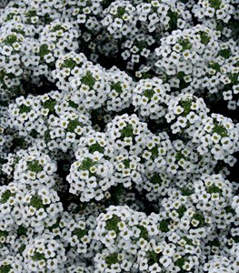 Snow Princess® sweet alyssum