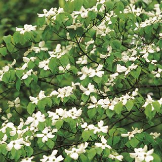 White Dogwood, Dogwood Blooms
Garden Design
Calimesa, CA