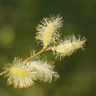 Weeping willow by lake
