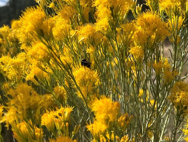 Yellow rabbitbrush