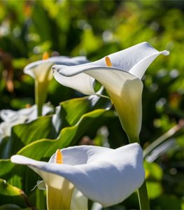 White CALLA LILY