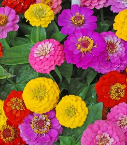 Zinnia flowers