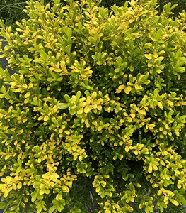 GLOW POP® JAPANESE HOLLY